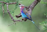 Lilac-breasted Roller